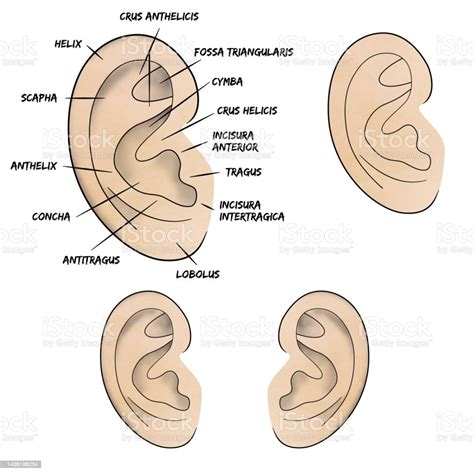 Anatomia Do Pavilhão Auricular