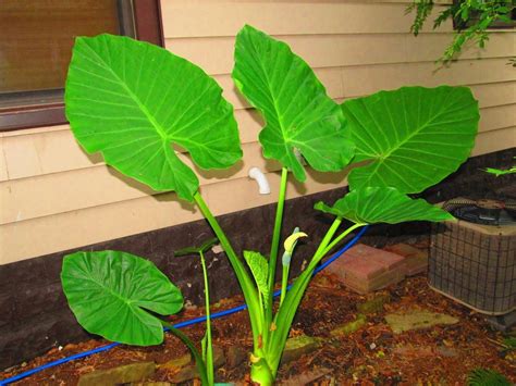 Transform your summer landscape or patio into a tropical. Photo of the bloom of Upright Elephant Ear (Alocasia ...