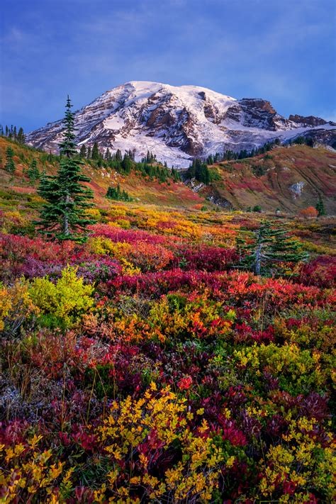 Vibrant Fall Colors At Mount Rainier Washington Photo Print Photos By