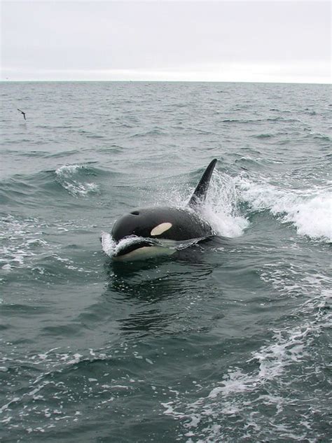 Killer Whale Orcinus Orca Flickr Photo Sharing
