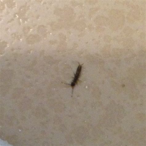 Need Help Identifying Bugs In Bathroom Rpestcontrol