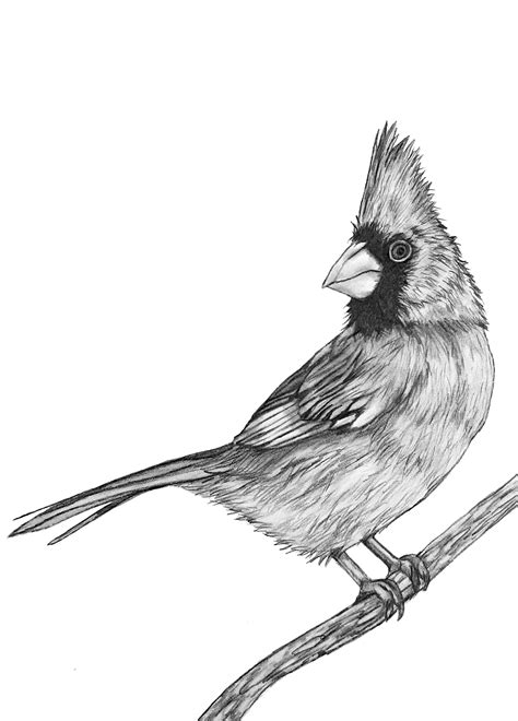 Cardinal Bird Drawings