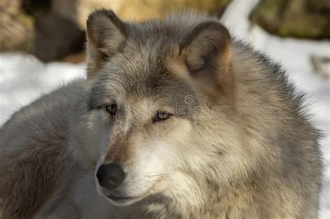 Grey Wolf Canis Lupus Also Known In North America As Timber Wolf In