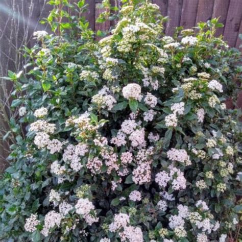 Viburnum Burkwoodii Anne Russell 8 Pot Hello Hello Plants And Garden