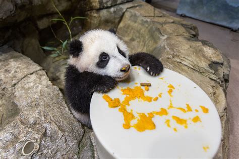 National Zoos Panda Cub Expands Palate Wtop News