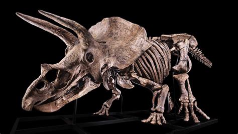 Want A 66 Million Year Old Dinosaur Skeleton ﻿the Worlds Biggest
