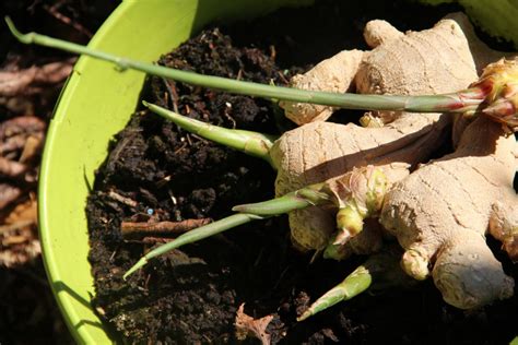 Le gingembre pour planter cultiver soigner et récolter Jardin de