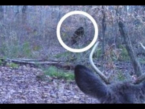 Bigfoot found oregon trail cam footage. REAL BIGFOOT CAUGHT ON TRAIL CAM 2016 (SASQUATCH PROOF ...