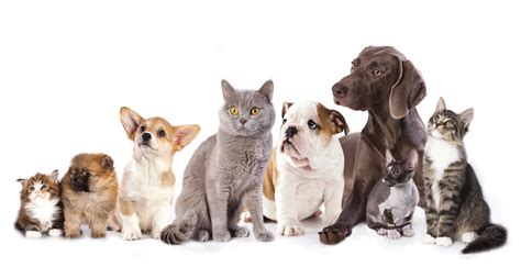 Dog and Cat Populations Are Approaching Human Numbers - Where Are the