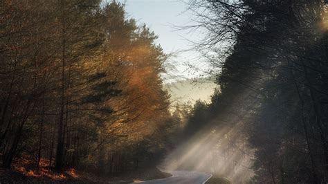 Forest Road Between Trees And Sunbeam During Morning Hd Nature