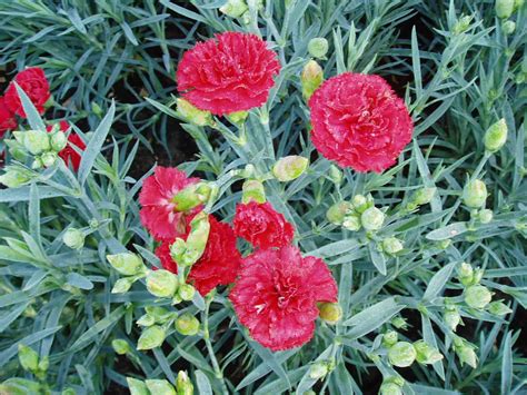 Carnation Can Can Scarlet F1 All America Selections
