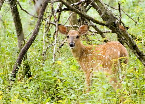 Whitetail Deer Fawn Stock Photo Image Of Whitetail Baby 10701270