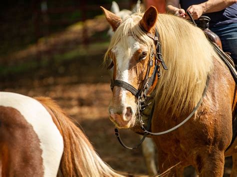 Five Oaks Riding Stables Sevierville 2022 Alles Wat U Moet Weten