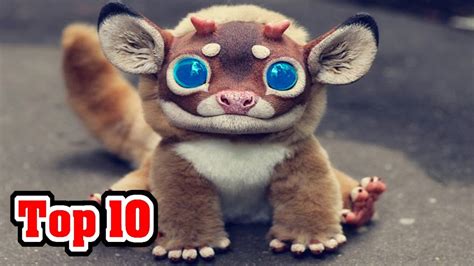 Top 10 Most Amazing Animal Hybrids Top10 Chronicle