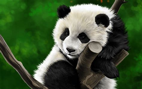 Animal Panda Hd Wallpaper