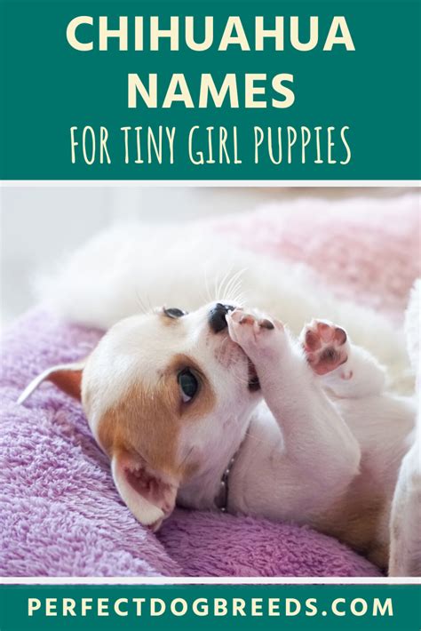 Girl Chihuahua Names Chihuahua Names Chihuahua Puppies Puppy Names