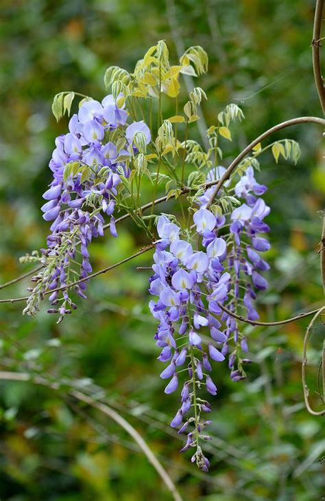 Wisteria sinensis - Chinese Wisteria Flowers Photograph by rd Erickson