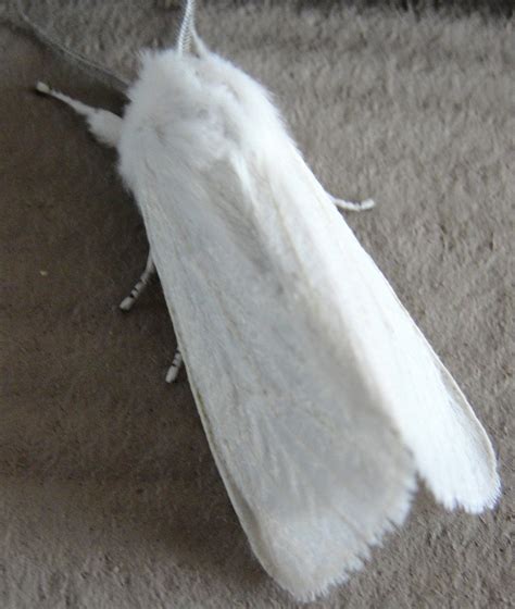 Little Lovables Homefront The White Moth