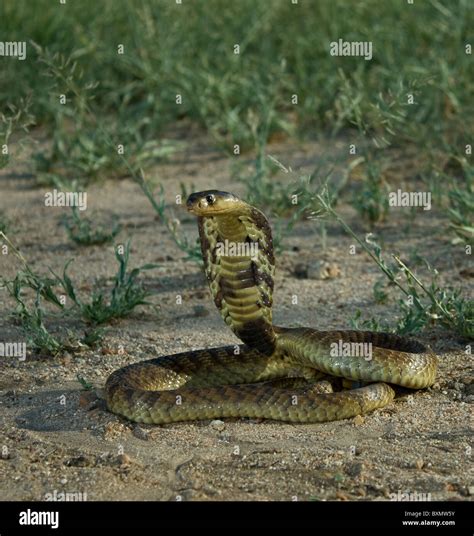 Snouted Cobra Naja Annulifera Stock Photo Alamy