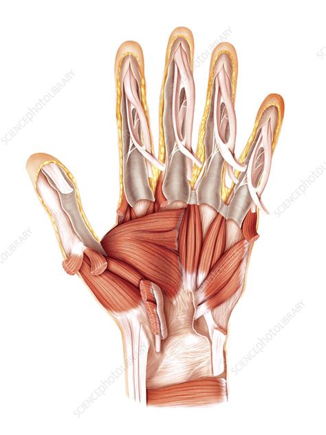 Muscles Of The Hand Artwork Stock Image C Science Photo