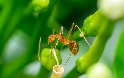 Identifying Ants West Palm Beach Fl Empire Pest Defense