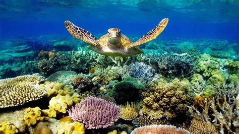 National Geographic Documentary Ocean Animals Life Under The Sea
