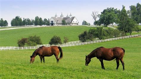 Bluegrass Horse Country Kentucky Horse Park Kentucky Horse Farms