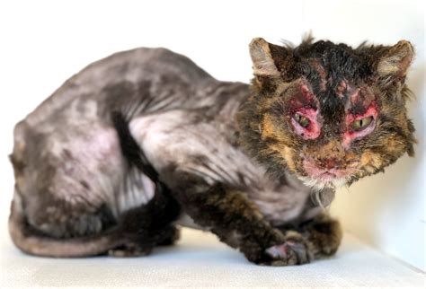 GRAPHIC WARNING: Utah cat recovering after being severely ...