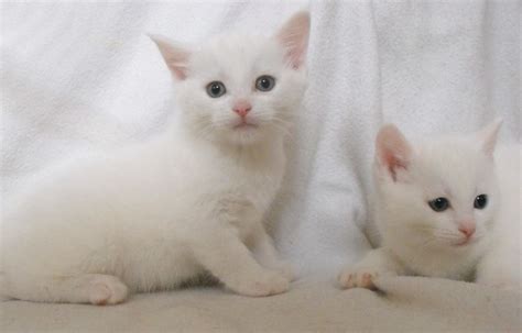 1 black and one white one (that is not in the pictures since she's sleeping somewhere i don't know.lol these 2 are going for $400.00. Beautiful Pure WHITE Male Kittens 8wks old | Wolverhampton ...