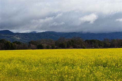 Field Of Mustard Flowers In Napa Valley Ca Mustard Flowers Natural