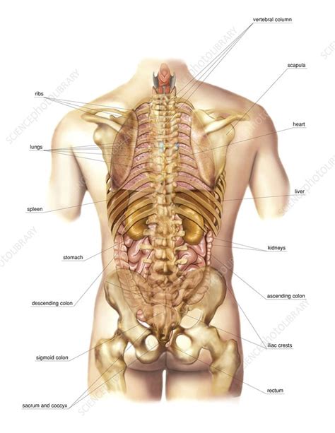 Browse 288 human anatomy organs back view stock photos and images available or start a new search to explore more stock photos and images. Image Showing Internal Organs In The Back / Human Anatomy ...