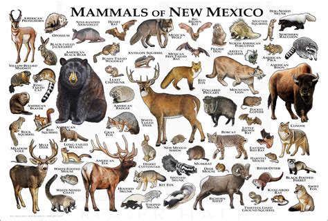 Mammals Of New Mexico Poster Print New Mexico Mammals Field Etsy