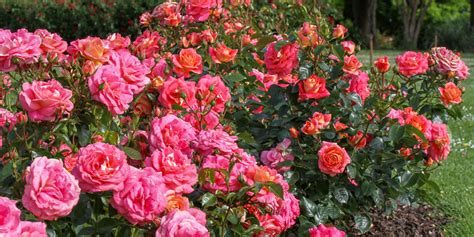 General Rose Care And Advice Shop Treloar Roses Premium Roses For