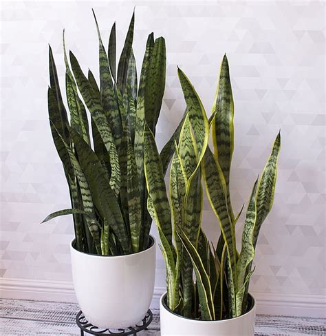 14 Hardy Houseplants That Will Survive The Winter Plants Easy House