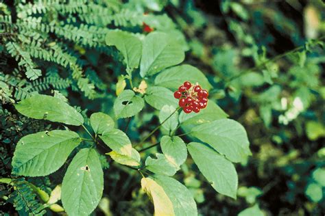 How To Find And Harvest Ginseng Legally Off The Grid News