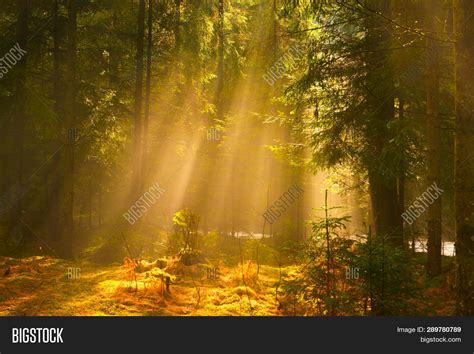 Sunbeams Spring Forest Image And Photo Free Trial Bigstock