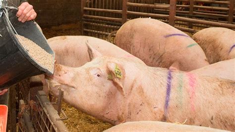 6 Tips To Avoid Autumn Infertility In Pigs Farmers Weekly
