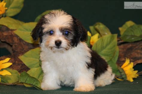If i don't currently have puppies, you're welcome to request to be added to the waiting list for immediate my maltese and i live in the cookville, texas. Havanese puppy for sale near Dallas / Fort Worth, Texas ...