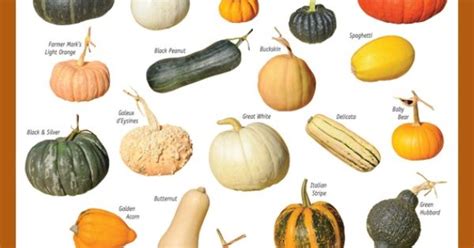 Pumpkin And Squash Identification Chart Gardening Vegetables And Fruits Pinterest Pumpkins