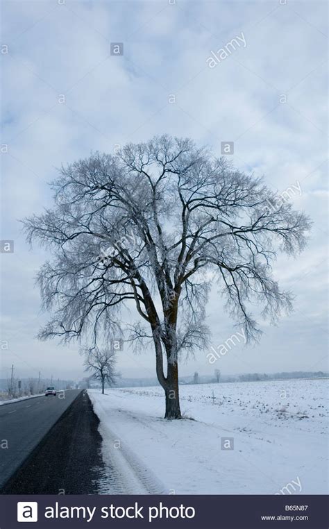 American Elm Stock Photos And American Elm Stock Images Alamy