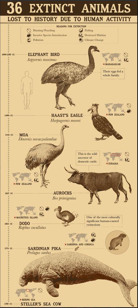 Names Of Extinct Animals Extinct Animals With Names And Pictures Names