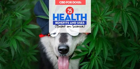 Cbd can help improve your cat's health and potentially prevent a wide variety of conditions that might affect her later in life. CBD for Dogs: 25 Health Benefits and Uses (Backed by Studies)