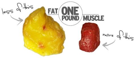 The Real Difference Between Muscle And Fat And Its Importance