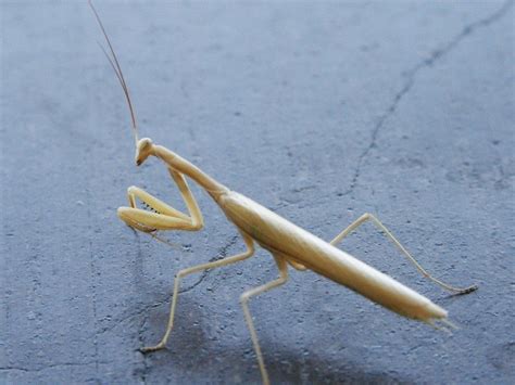 White Praying Mantis Nature Photography By Sherrie Thai Of Shaireproductions Com White