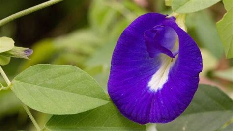 This beautiful creeper is called butterfly pea plant in english and you can easily find this plant everywhere in india. Mahasiswa UB Gagas Mesin Pengering Bunga Telang » Prasetya UB