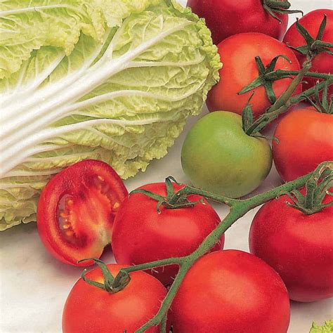 Tomato Seeds F1 Shirley Indeterminate The Veggie Gardener