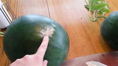 More images for how do you know when to pick a watermelon » How to tell when a watermelon is ripe or ready to harvest ...