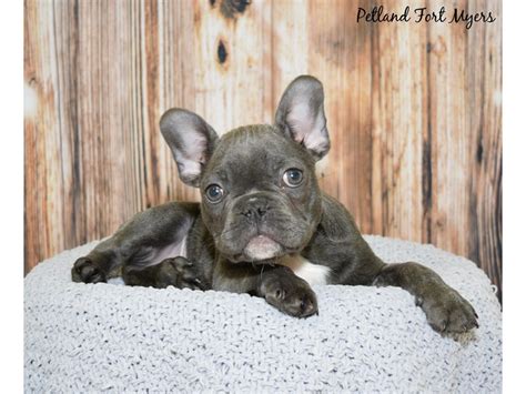 Breeding the finest akc registered french bulldog puppies in the country, 5 star we are located in the tampa area and south florida. French Bulldog-DOG-Male-Blue-2607132-Petland Fort Myers ...