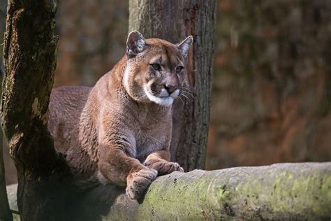 Top diskussionen über die tiere der art pumas. Puma Foto & Bild | natur, zoo, tiere Bilder auf fotocommunity