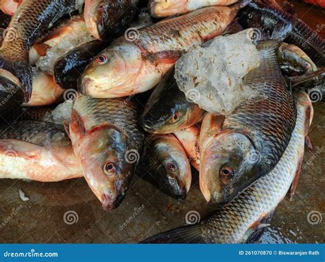 Heap Of Freshly Harvested Rohu Carp Fish From Farm Pond Stock Photo